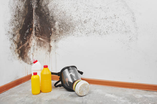 Trusted Llano, TX Mold Removal Experts