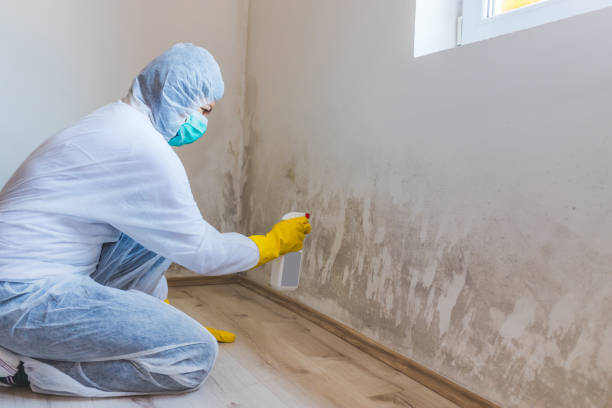 Best Toxic Mold Removal  in Llano, TX