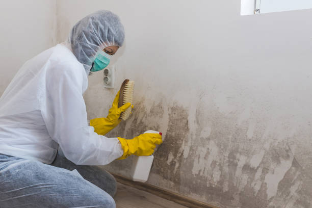 Best Mold Cleaning Services  in Llano, TX