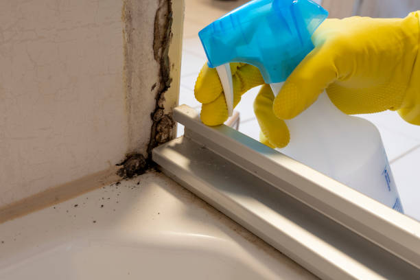 Best Mold Damage Repair  in Llano, TX