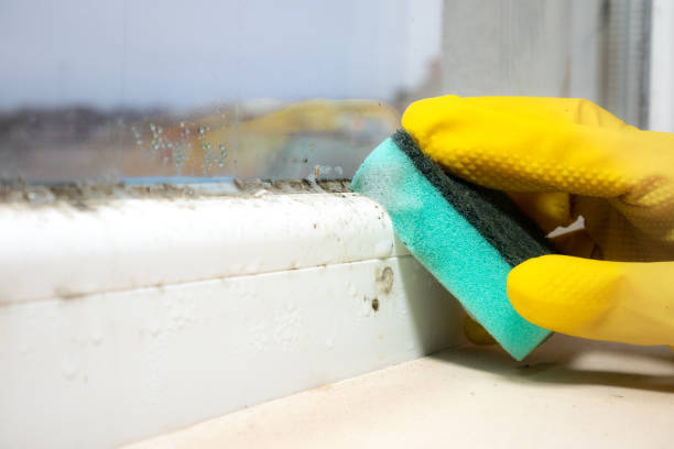 Best Professional Mold Removal  in Llano, TX