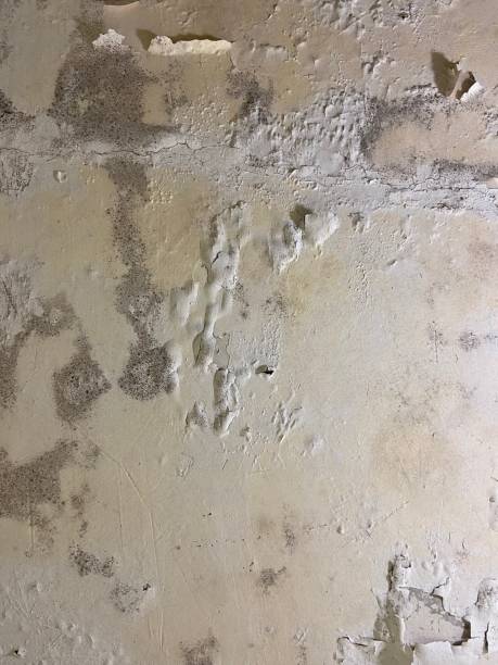 Mold Removal and Inspection in Llano, TX