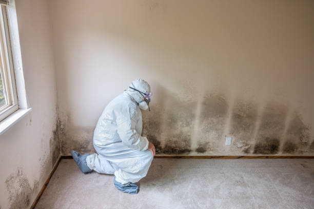 Best Mold Removal and Inspection  in Llano, TX