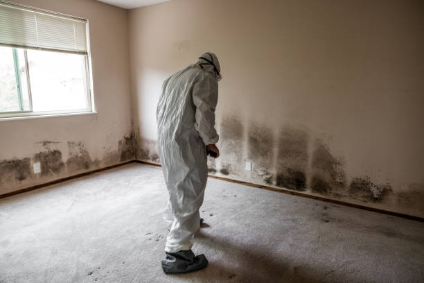 Best Mold Removal Near Me  in Llano, TX