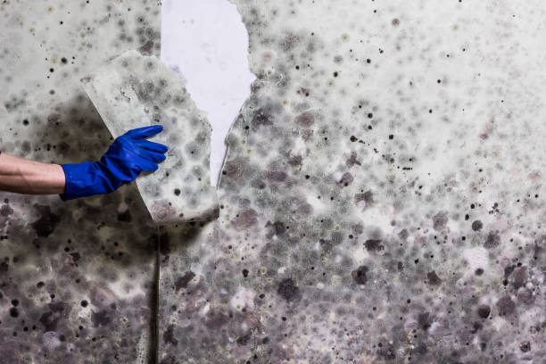 Best Emergency Mold Removal  in Llano, TX