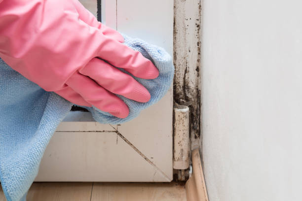 Llano, TX Mold Removal Company