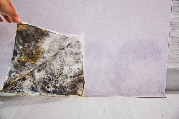 Best Mold Removal and Inspection  in Llano, TX